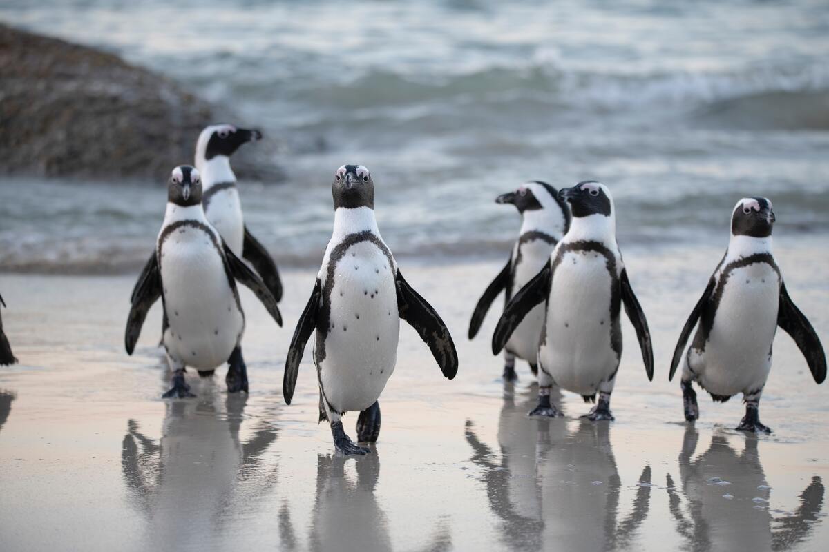 Penguins by David Dibert