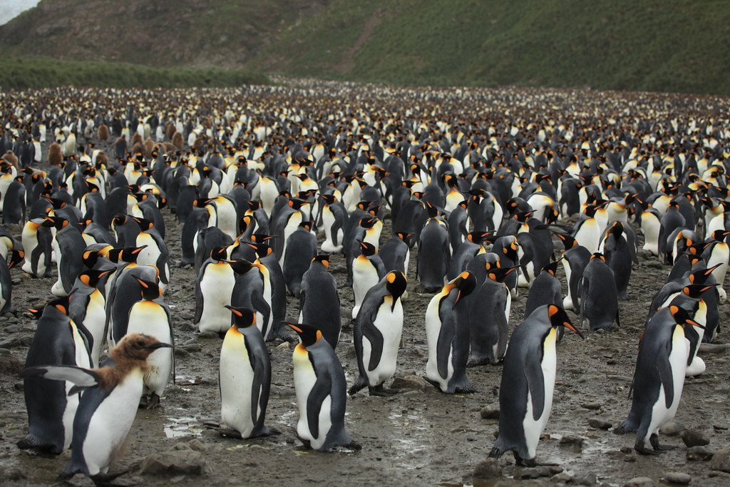 King Penguins at Salisbury Plain" by Liam Quinn is licensed under CC BY-SA 3.0. To view a copy of this license, visit https://creativecommons.org/licenses/by-sa/2.0/?ref=openverse.